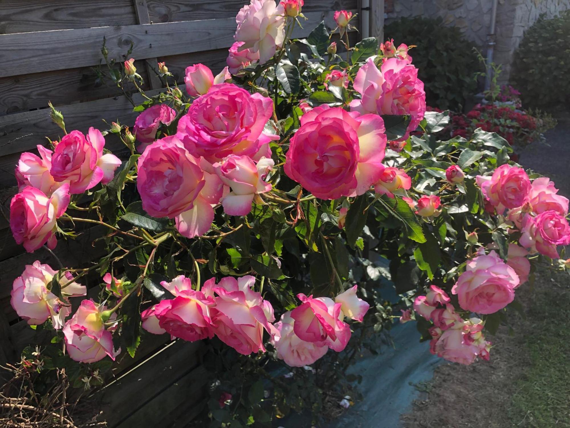 Les Hortensias Grand-Fougeray Luaran gambar